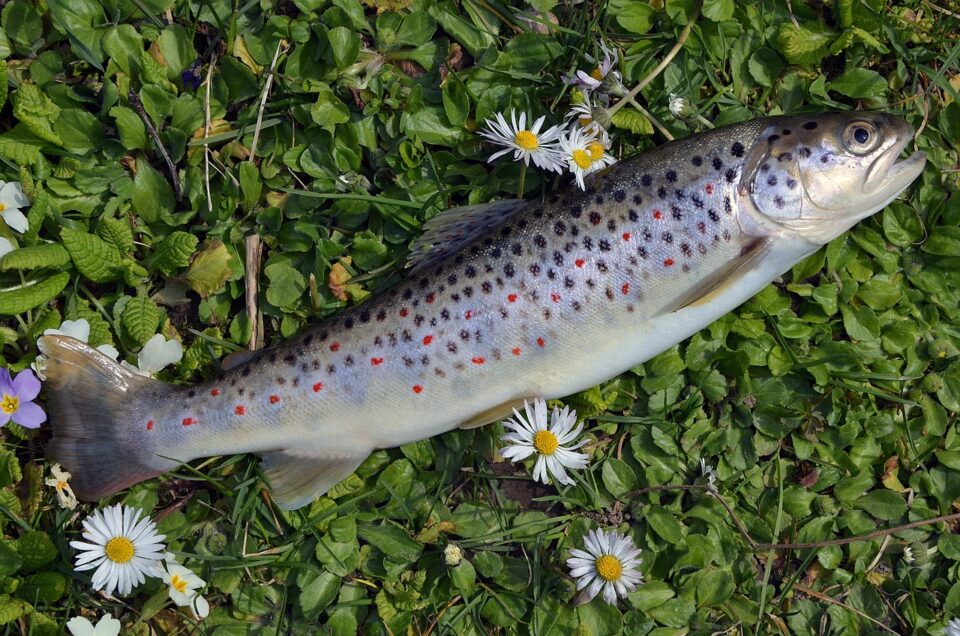 Йовковци водопад – балканска пътека